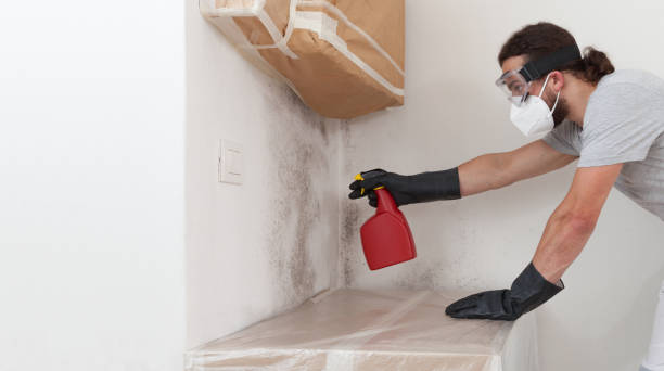 Professional Black Mold Removal technician working in Loveville, MD